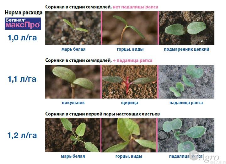 Гербицид Бетанал Макс Про, МД