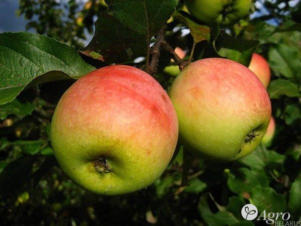 Саженцы яблони из питомника