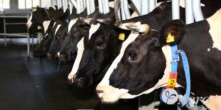 Система управления воспроизводством Semex AI24