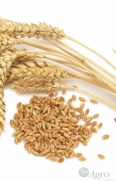 Пшеница фуражная/продовольственная