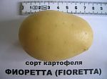 Картофель Fioretta