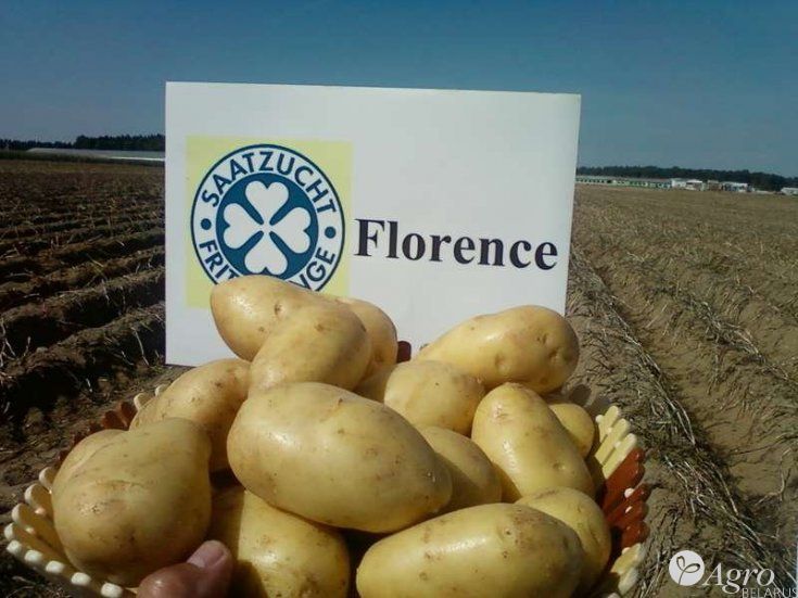 Картофель Florence