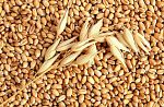 Зерно пшеницы фуражной