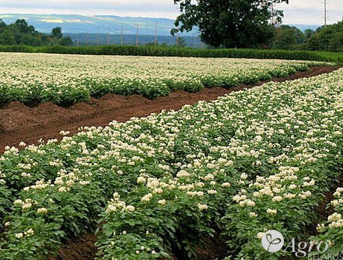 Фунгицид Браво