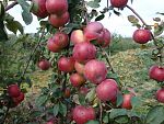 Саженцы яблони Беларускае Сладкае