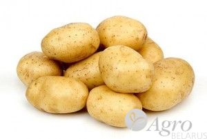 Картофель семенной Джувел 1 репродукция
