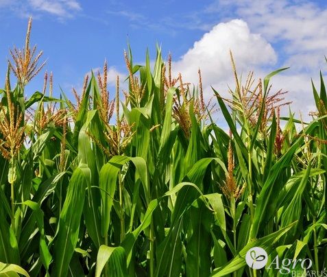 Гербициды Метеор,сэ™