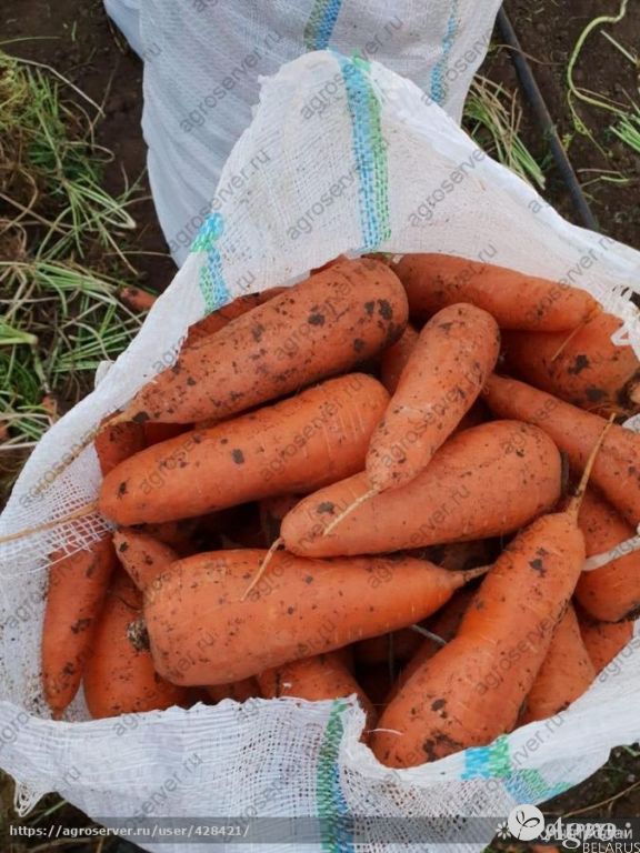 Морковь оптом