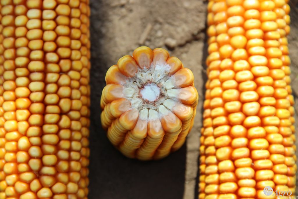 Семена кукурузы Woodstock KFT ГС 210