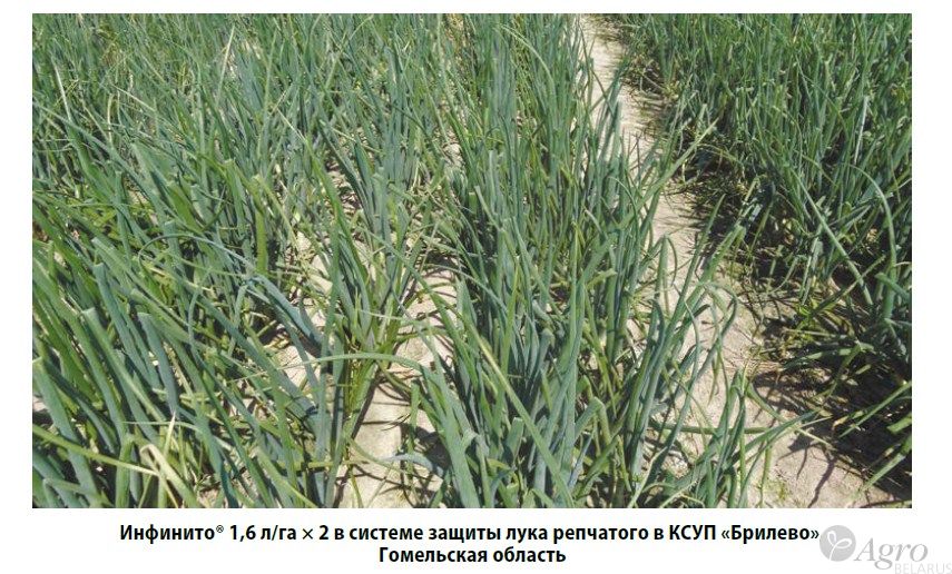 Фунгицид Инфинито, КС
