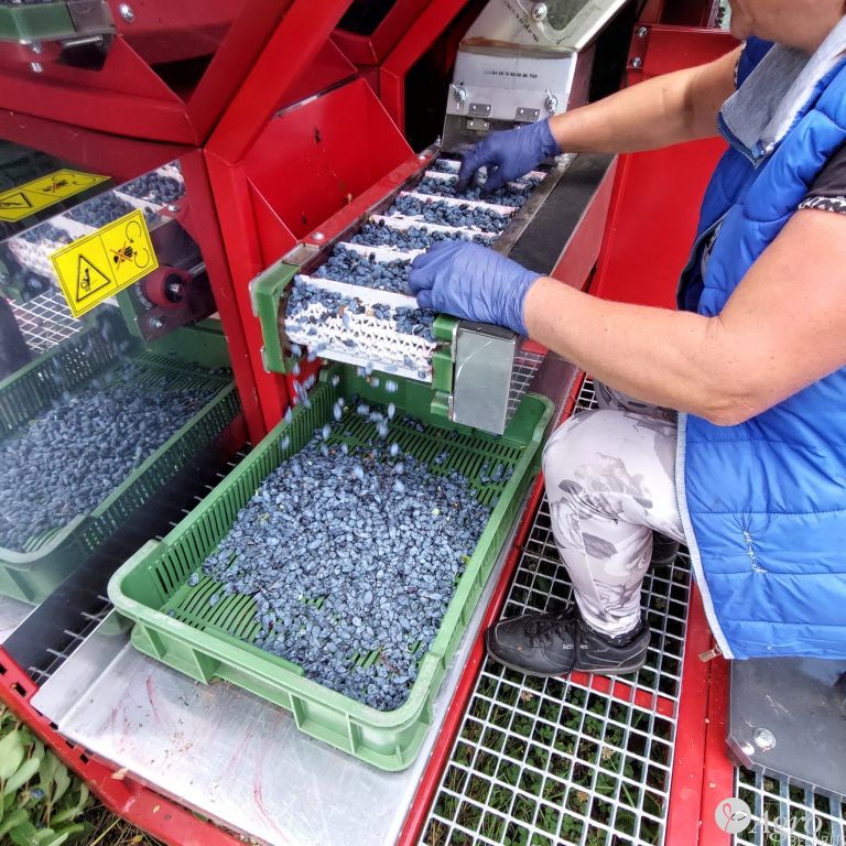 Комбайн полнорядный Karen для уборки малины, голубики