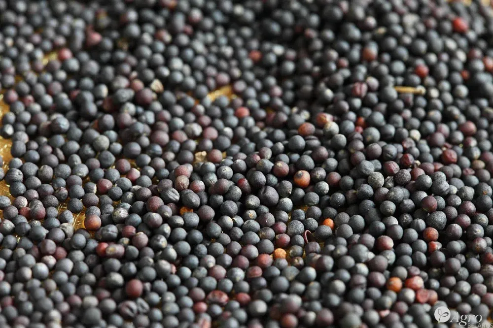 Рапс яровой семена