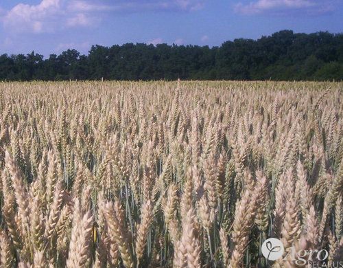 Гербицид Старане премиум 330