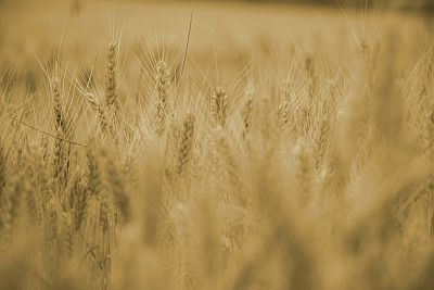 За уборочную-2023 в Беларуси недобрали больше миллиона тонн зерна
