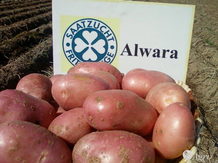Картофель Alwara