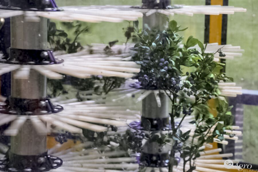 Комбайн прицепной полнорядный ягодоуборочный JAGODA 300