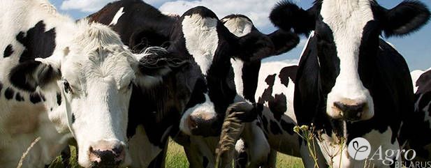 Лечение болезней копыт у коров