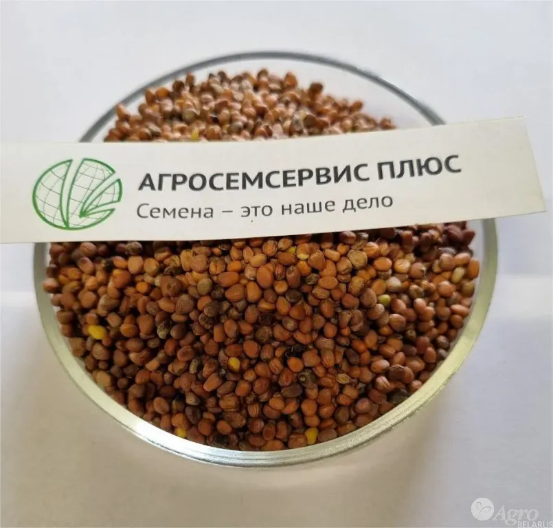 Редька масличная семена