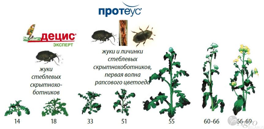 Инсектицид Протеус, МД