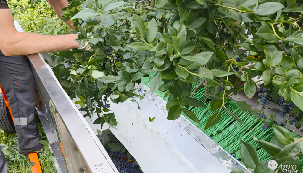 Комбайн для ручной сборки голубики КР-2