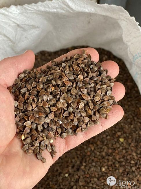 Гречиха семена сорт "Омега" 1-я репродукция