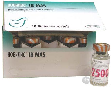 Вакцина Нобилис IB Ма5