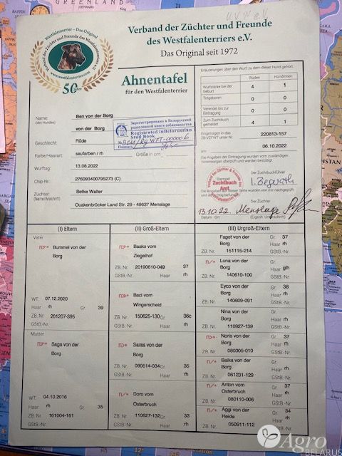 Терьер вестфальский