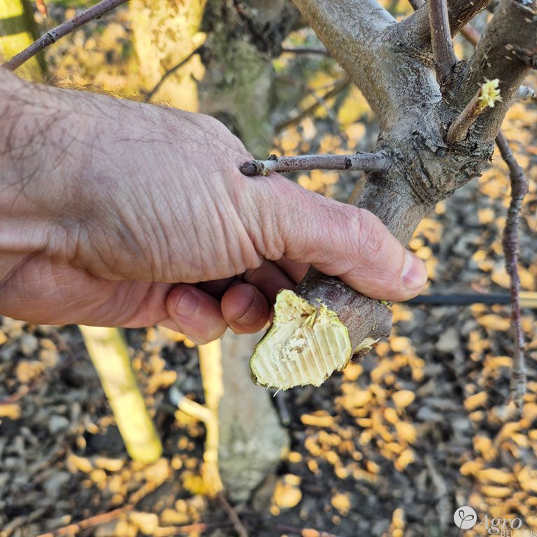 Обрезчик контурный для сада CRF (CRF-X)