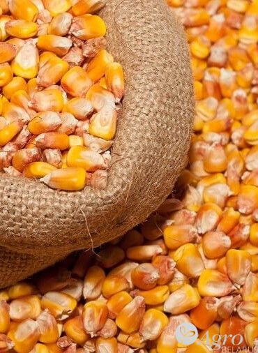 Кукуруза фуражная/продовольственная