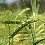 Ячмень пивоваренный сорт "Колдун"