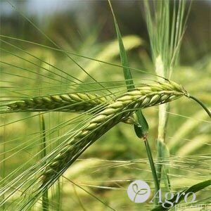 Ячмень пивоваренный сорт "Колдун"