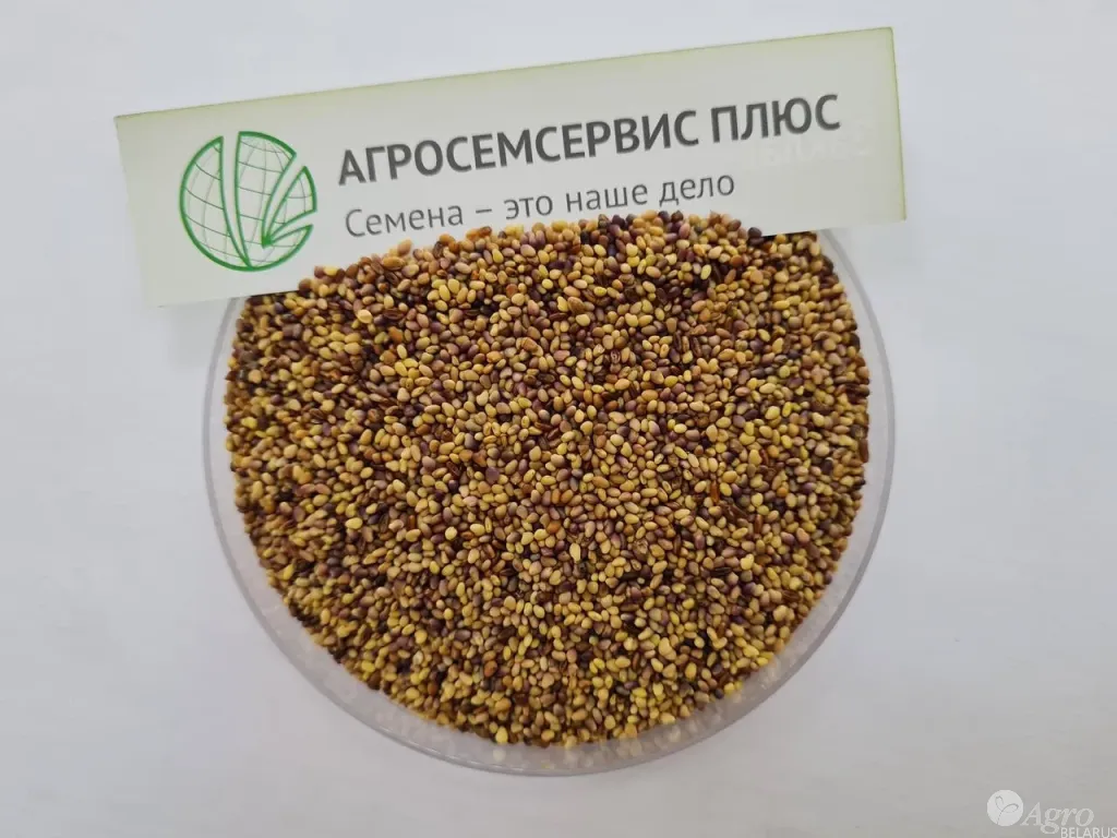 Клевер красный