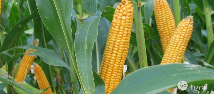 Кукуруза ЛГ 2195 среднеранняя ФАО 190