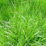 Трава Кантри 2303, сенокосно-сенажная смесь