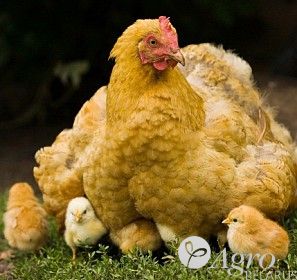 Комбикорм ПК-3 для птицы