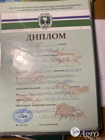 Терьер вестфальский