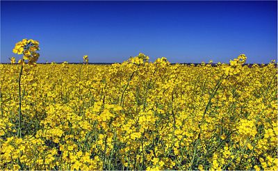 Хозяйства Минской области приступили к уборке озимого рапса