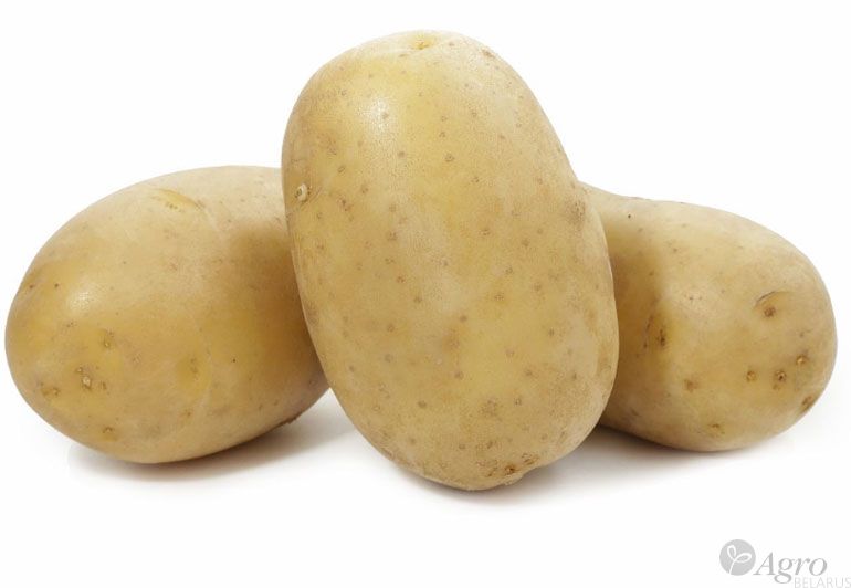 Картофель продовольственный свежий сорт Вега