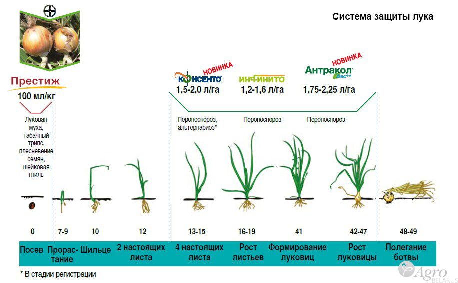 Лук точка роста. Схема защиты лук севок.