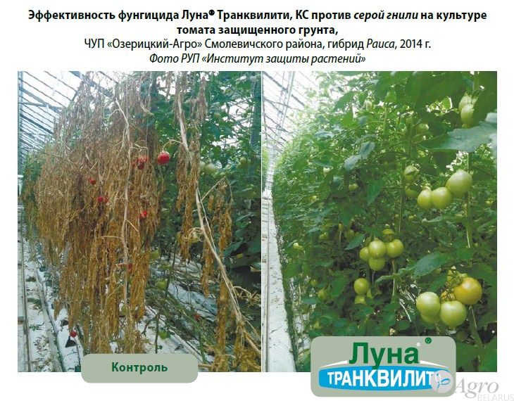 Фунгицид Луна Транквилити, КС