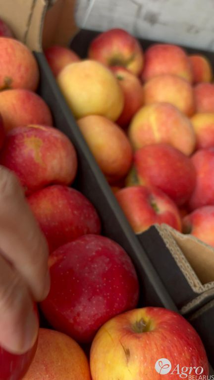 Яблоко cорт «Чемпион»