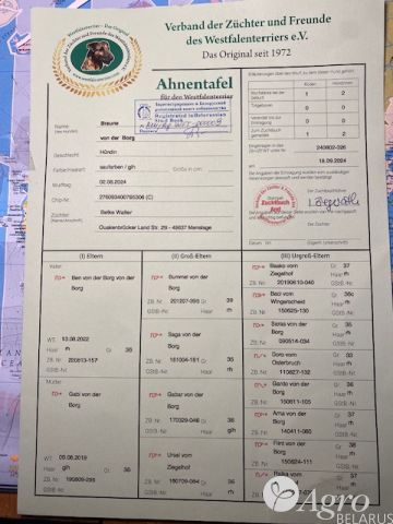 Терьер вестфальский