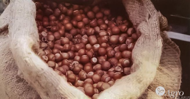 Машина вакуумная TR 211 для сбора орехов