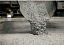 Смесь безусадочная пластифицированная Парад Ц 640 цемент
